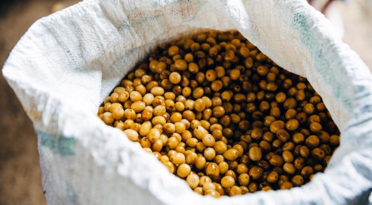 coffee beans in bag - cultivating flavour